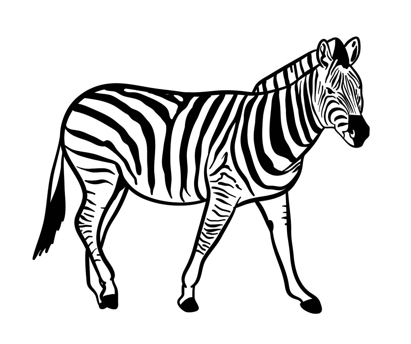  uma zebra 