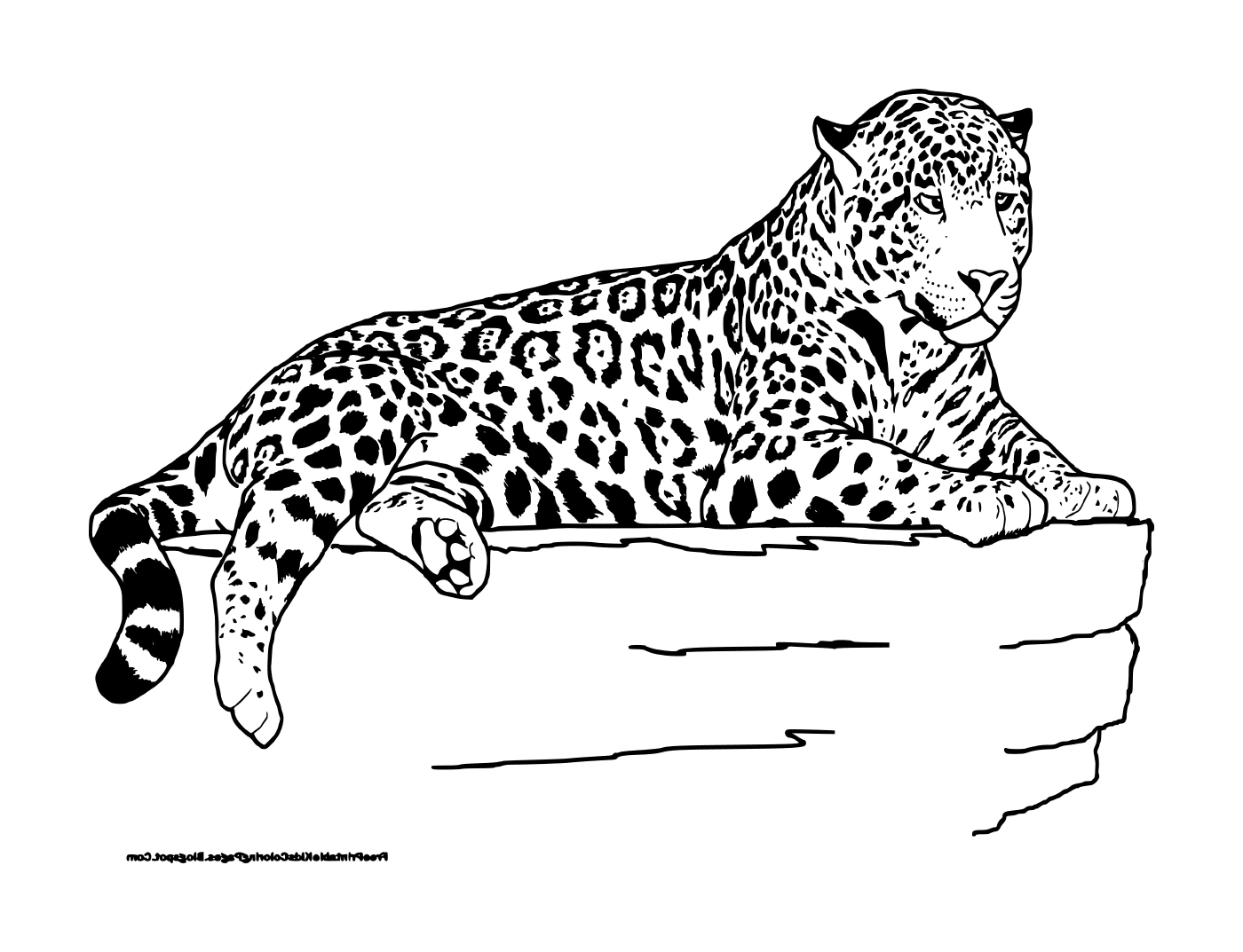  Um leopardo mentiroso 