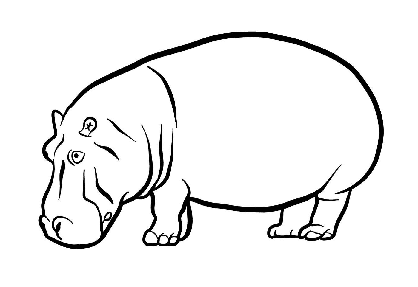  um hipopótamo 