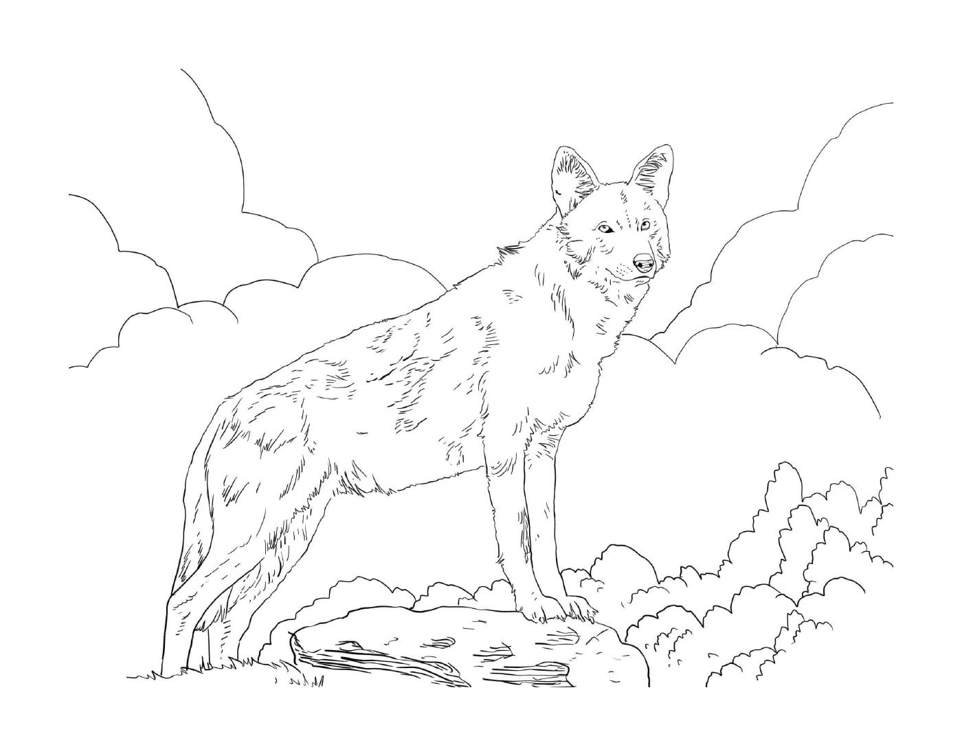  एक खेत में चट्टान पर खड़ा जानवर 