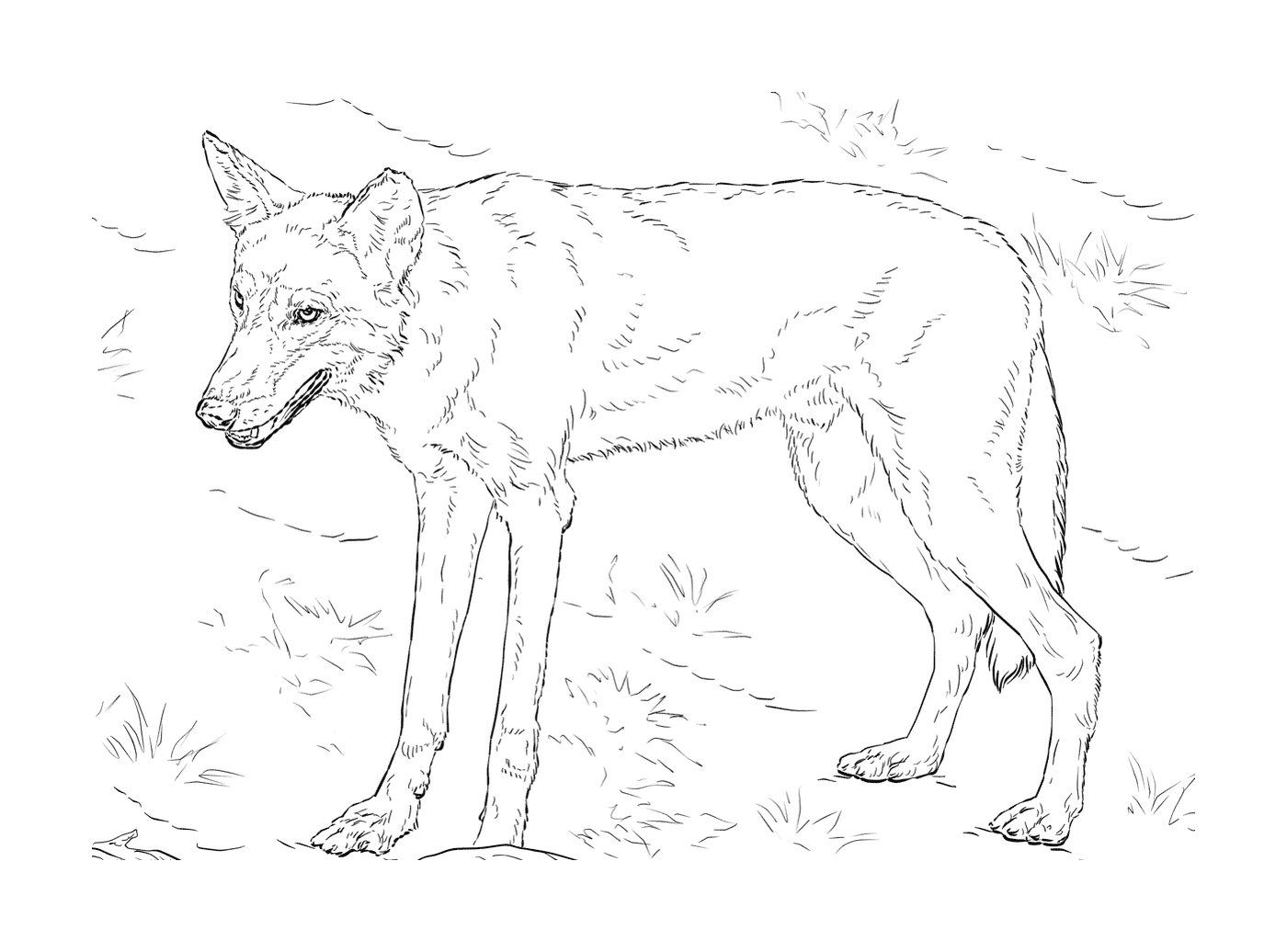  Lobo realista na floresta 