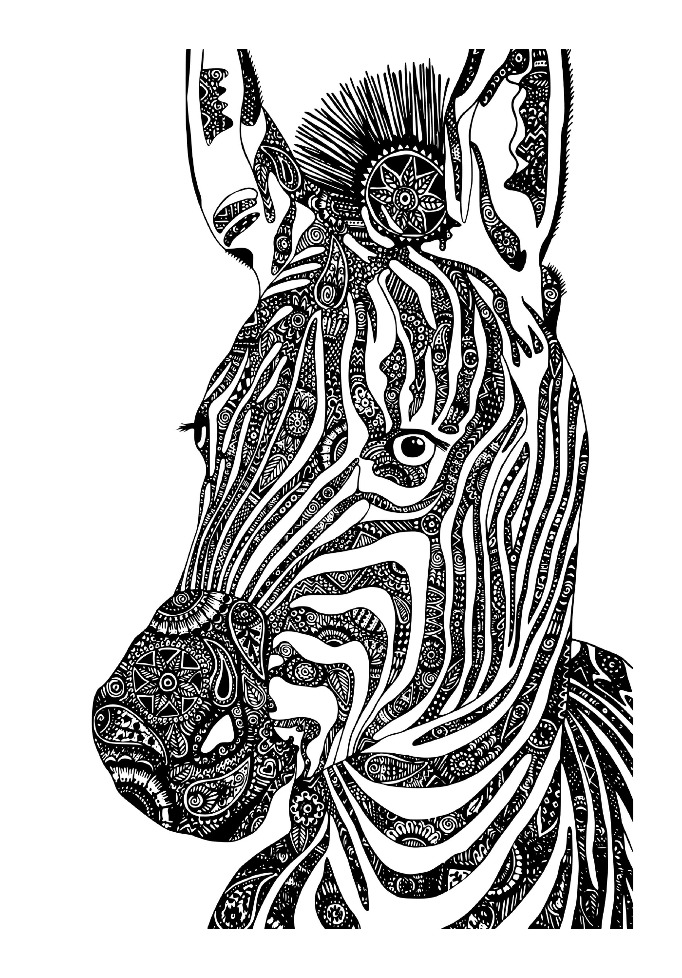  majestosa zebra selvagem 