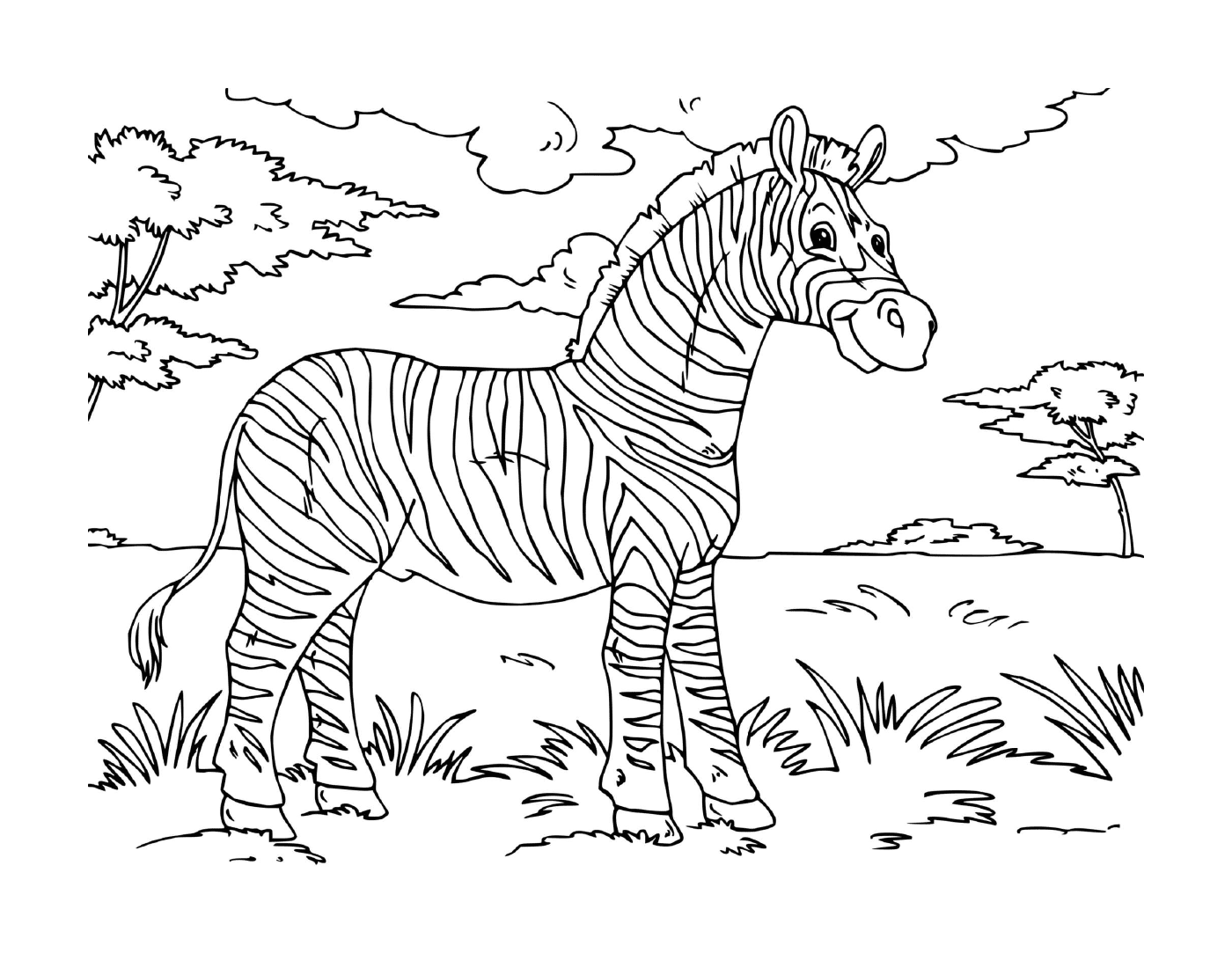  zebra adulto campo de pé 