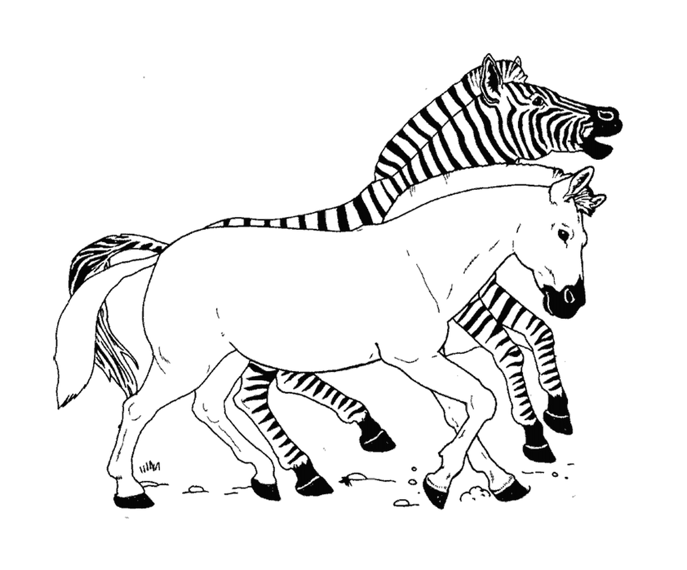  Corrida louca entre zebras 