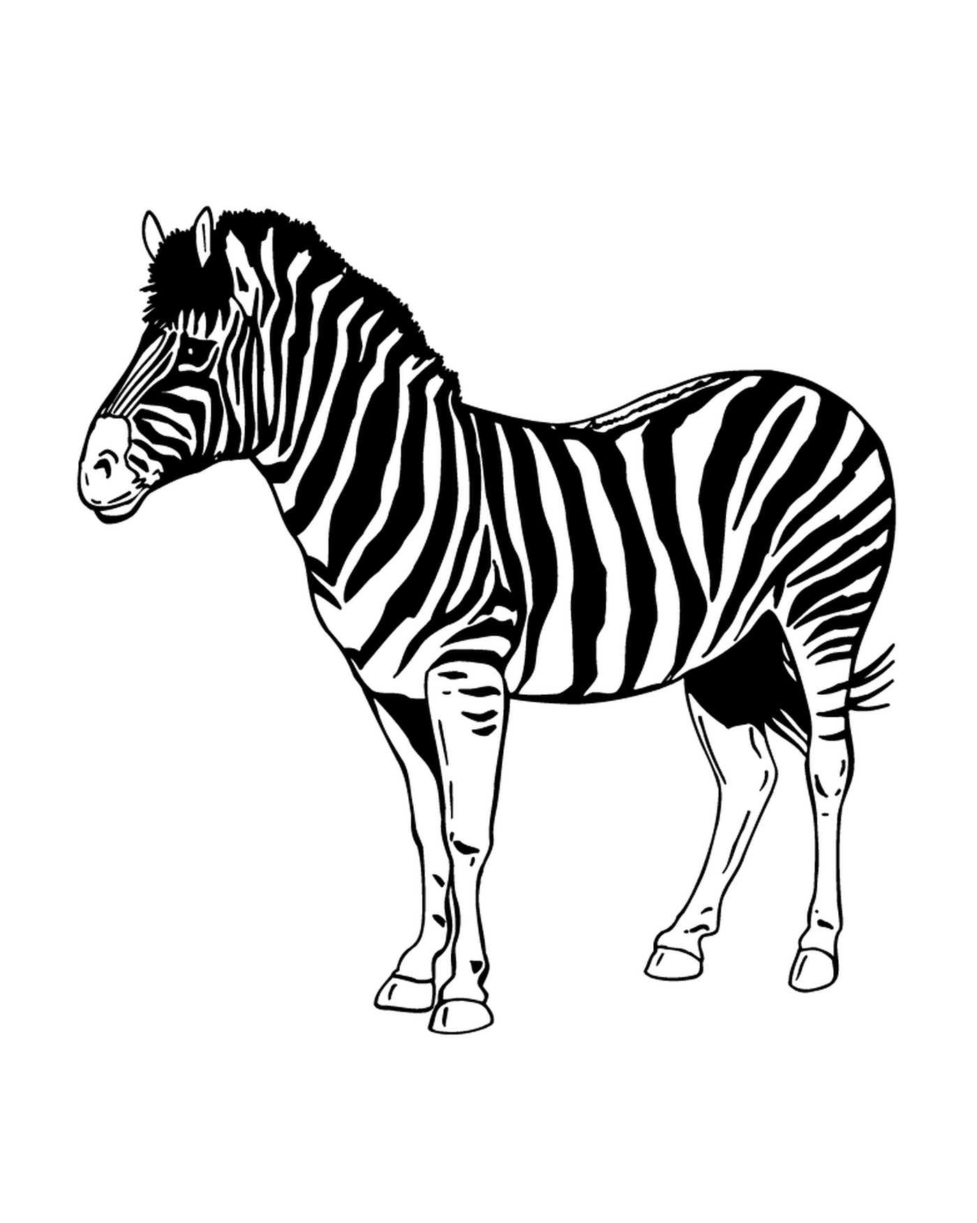  Capturando e misteriosa Zebra 