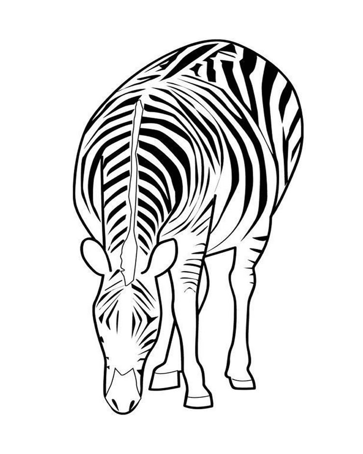  zebra elegante em seu habitat 
