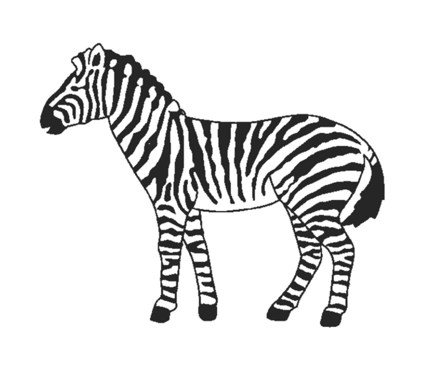  Zebra Graciosa na Natureza 