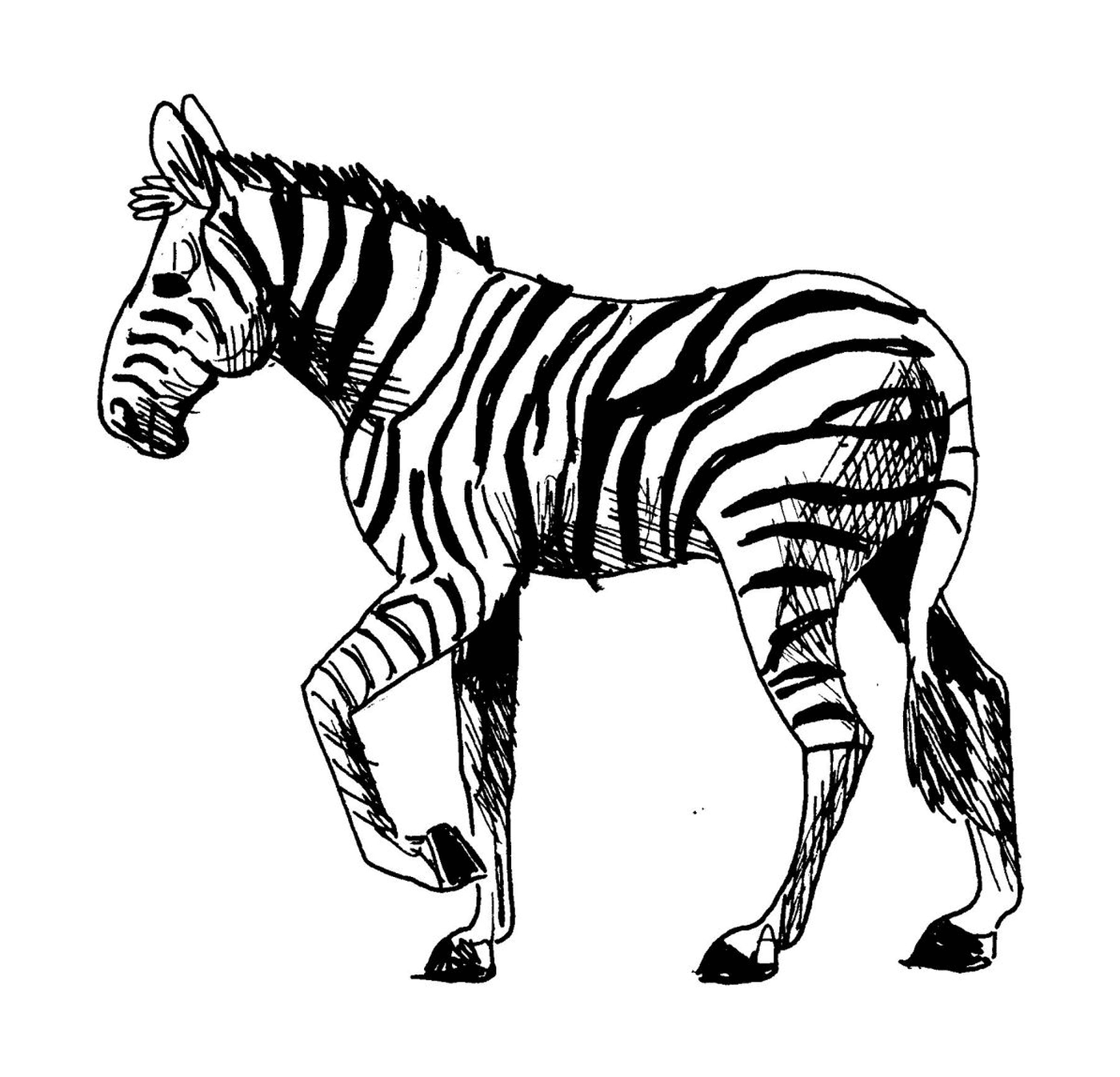  zebra majestosa e tranquila 