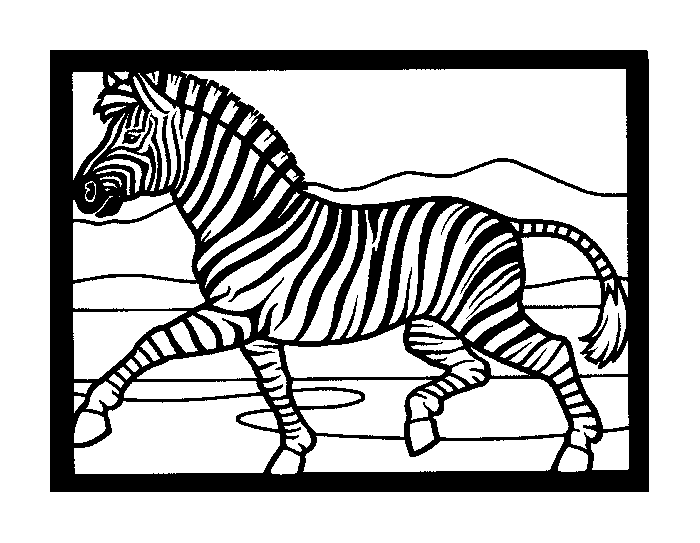  Zebra rápida no meio da corrida 
