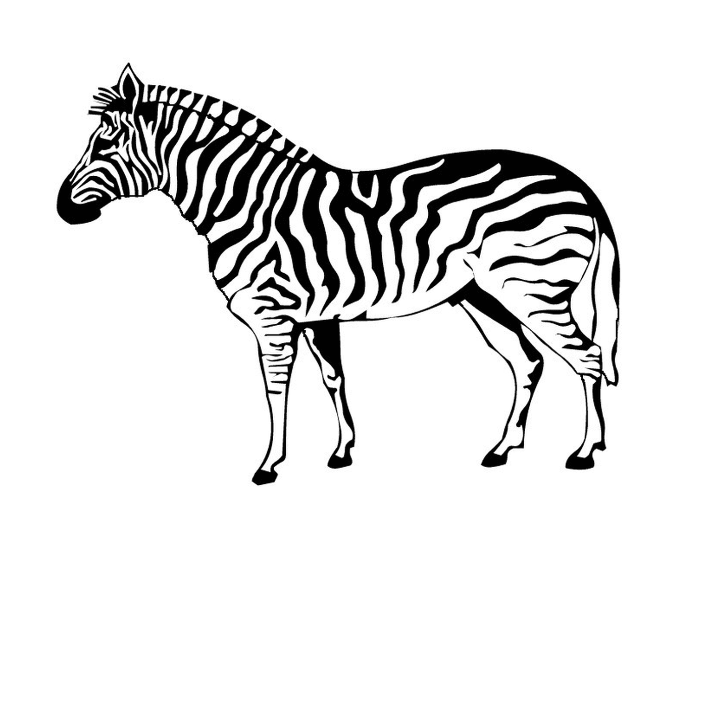  zebra solitária e orgulhosa 