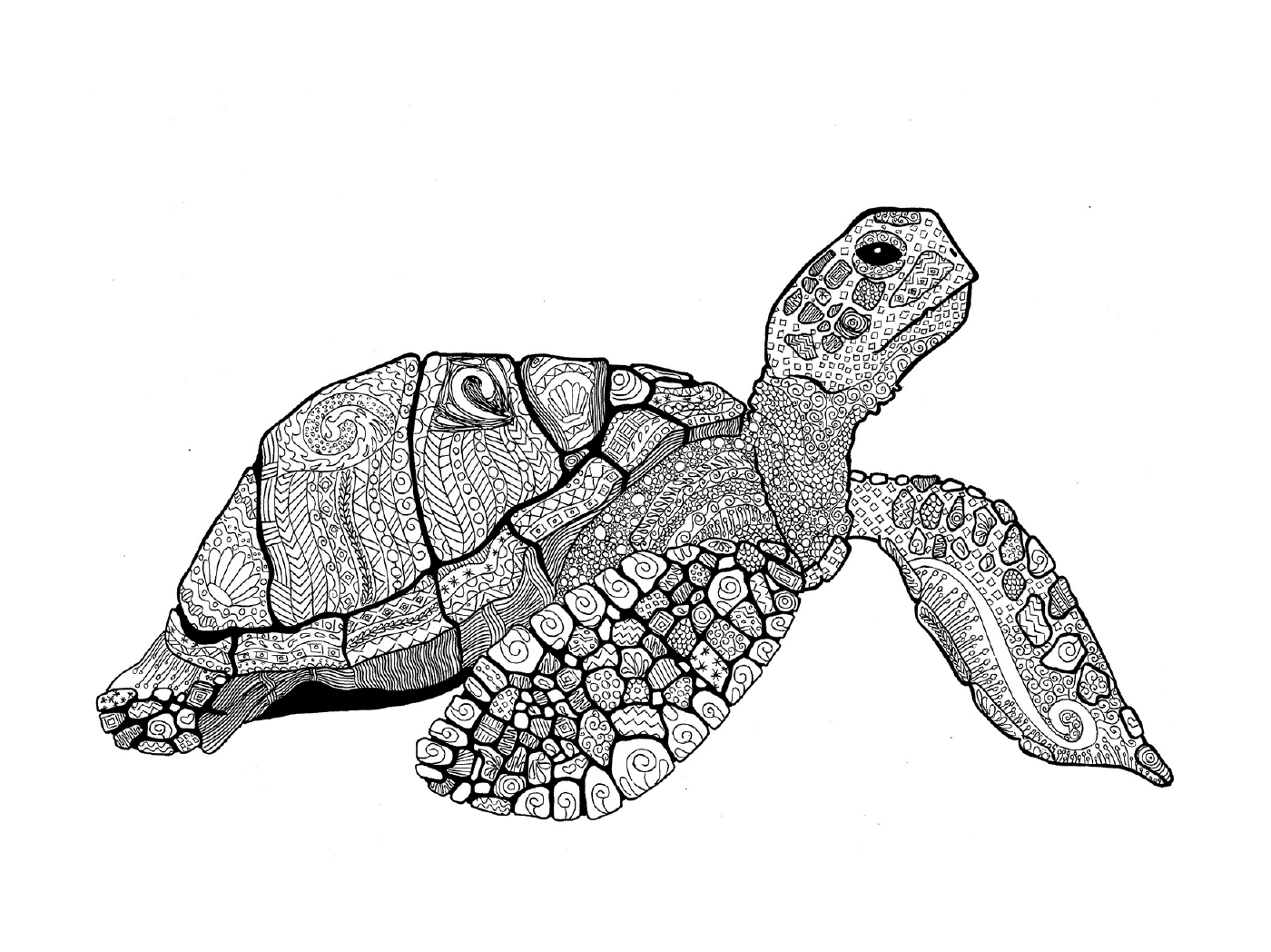  海龟海龟 